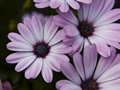 Osteospermum Zanzibar Pink Osteospermum